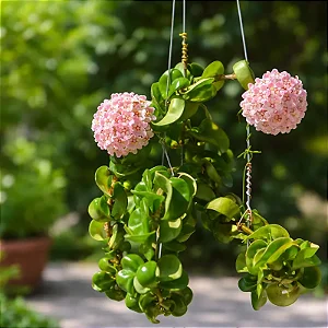 Hoya Carnosa Compacta (Muda Menor)