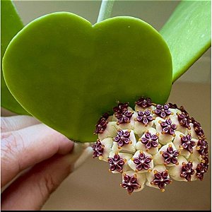 Hoya Kerii (Flor de cera Coração)