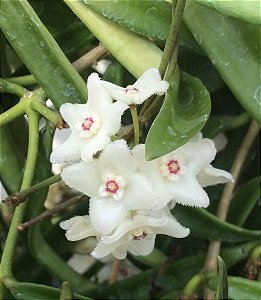Hoya Longifolia (Flor de cera )