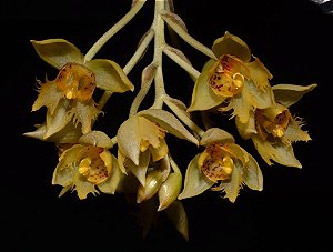 Orquidea Sievenkingia Fimbriata - RARA