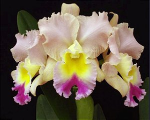 BLC Goldenzelle 'Saddle Peak'