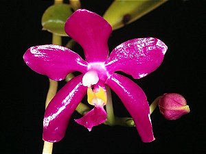 Orquídea Phalaenopsis Pulchra
