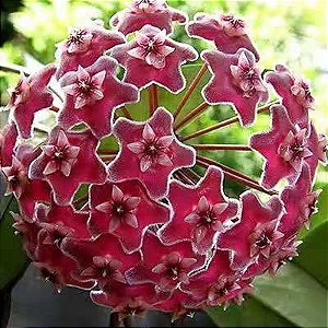 Hoya Pubicalyx Silver Pink
