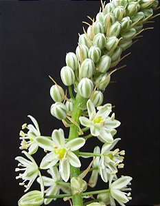 Falsa Cebola do Mar - Ornithogalum Caudatum