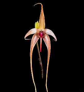 Bulbophylumm Echinolabium