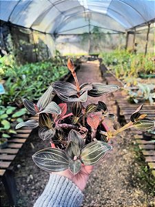 Orquídea Pipoca - Ludisia Discolor