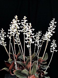 Ludisia Discolor (orquídea pipoca)