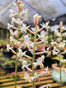 Orquídea Pipoca - Ludisia Discolor