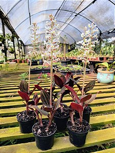 Orquídea Pipoca - Ludisia Discolor