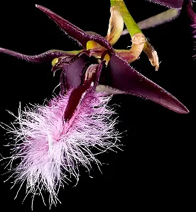 Orquídea Bulbophyllum Miniatum (Saltatorium)