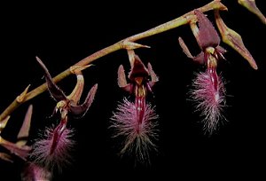 Bulbophyllum Miniatum (Saltatorium)