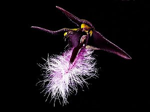Bulbophyllum Miniatum (Saltatorium)