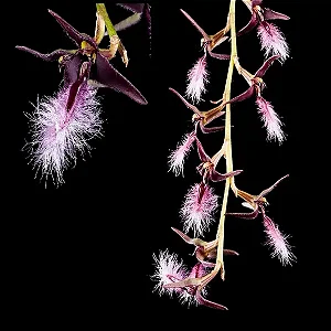 Orquídea Bulbophyllum Miniatum (Saltatorium)