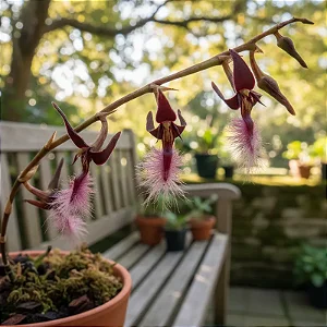 Bulbophyllum Miniatum (Saltatorium)