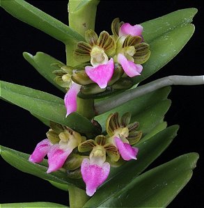 Pelatantheria Insectifera