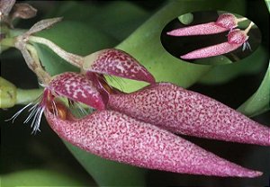 Bulbophyllum Mirum