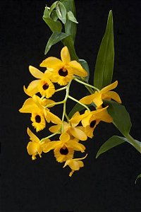 Dendrobium Fimbriatum var. Oculatum