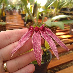 Bulbophyllum Bulhartii ou Strangularium