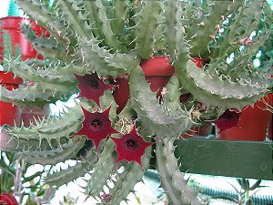 Flor do Dragão do Quênia - Huernia Keniensis