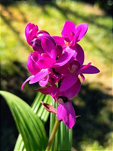 Orquídea Grapete Uva - Spathoglottis Unguiculata