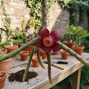 Orbea hardyi - Orbeanthus hardyi