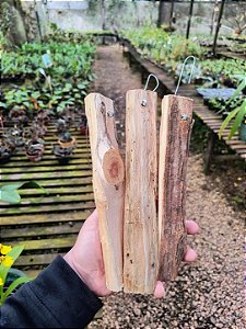 Kit de 3 tocos de Sansão do Campo