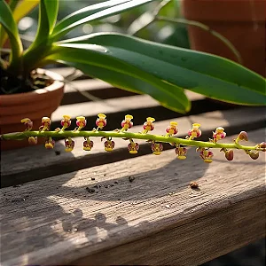 Bulbophyllum Falcatum