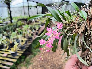 Rodriguezia Venulata (Venusta x Lanceolata)