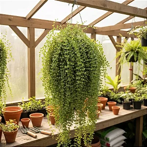 Dischidia Ruscifolia