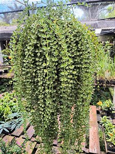 Dischidia Ruscifolia