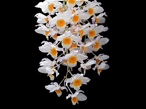 Dendrobium Farmeri