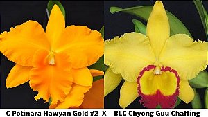 Cattleya Pottinara Hawyan Gold #2 x BLC Chyong Guu Chaffing