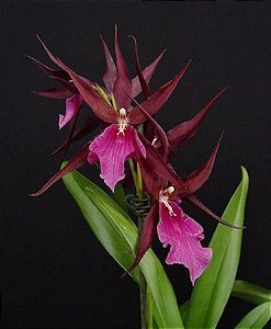 Miltassia Royal Robe