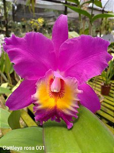 BLC Nan Chang Silk 'Olimpic Torch' Adulta
