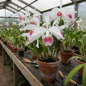 Cattleya Purpurata var. Carnea (Ex. Laelia )