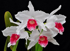 Cattleya Purpurata var. Carnea (Ex. Laelia )