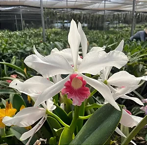 Cattleya Purpurata var. Carnea (Ex. Laelia )