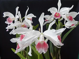 Cattleya Purpurata var. Carnea (Ex. Laelia )