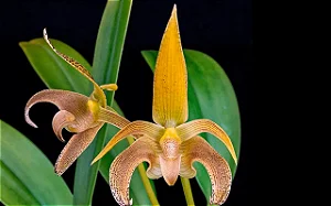 Bulbophyllum Lobbii