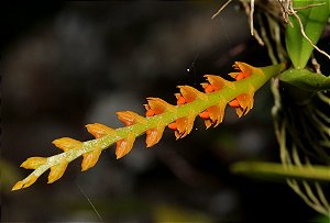 Orquídea Bulbophyllum Fuscum var. Melinostachyum