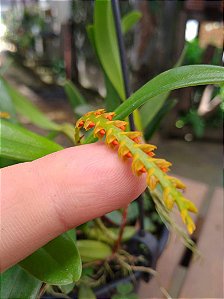 Bulbophyllum Fuscum var. Melinostachyum - SUPER PROMOÇÃO