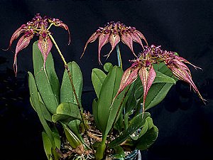 Bulbophyllum Rothschildianum