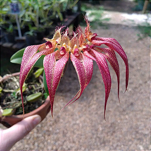 Bulbophyllum Rothschildianum