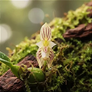 Orquídea Bulbophyllum Ambrosia