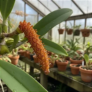 Bulbophyllum Careyanum