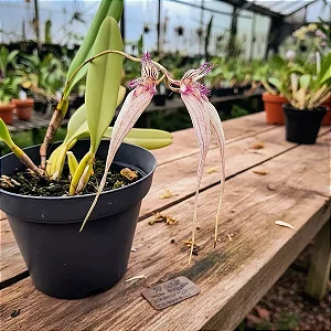 Orquídea Bulbophyllum Longissimum x Putidum