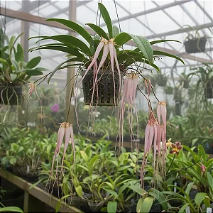 Orquídea Bulbophyllum Longissimum x Putidum