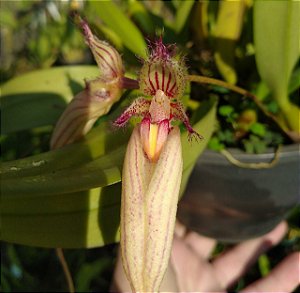 Bulbophyllum Longissimum x Putidum