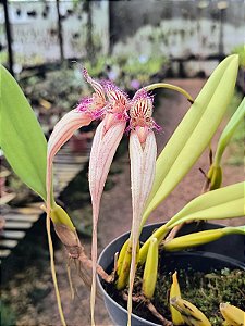 Bulbophyllum Longissimum x Putidum