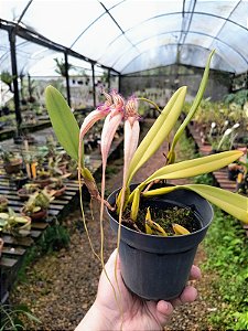 Bulbophyllum Longissimum x Putidum